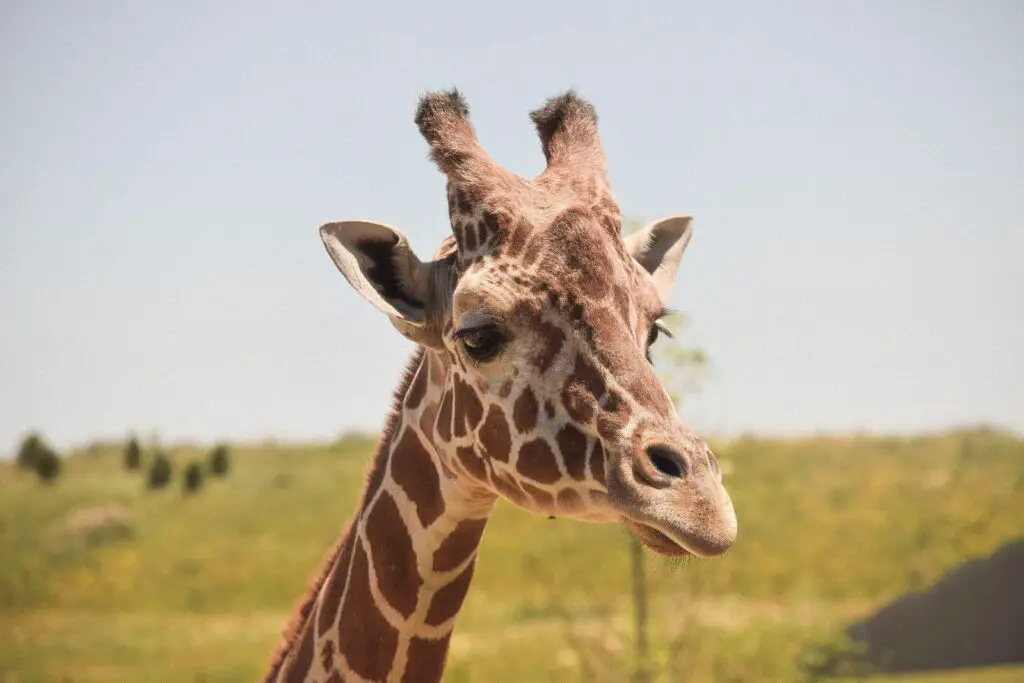 Family Vacation Destinations: COLUMBUS zoo