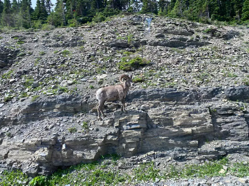 long horned sheep at Glacier National Park