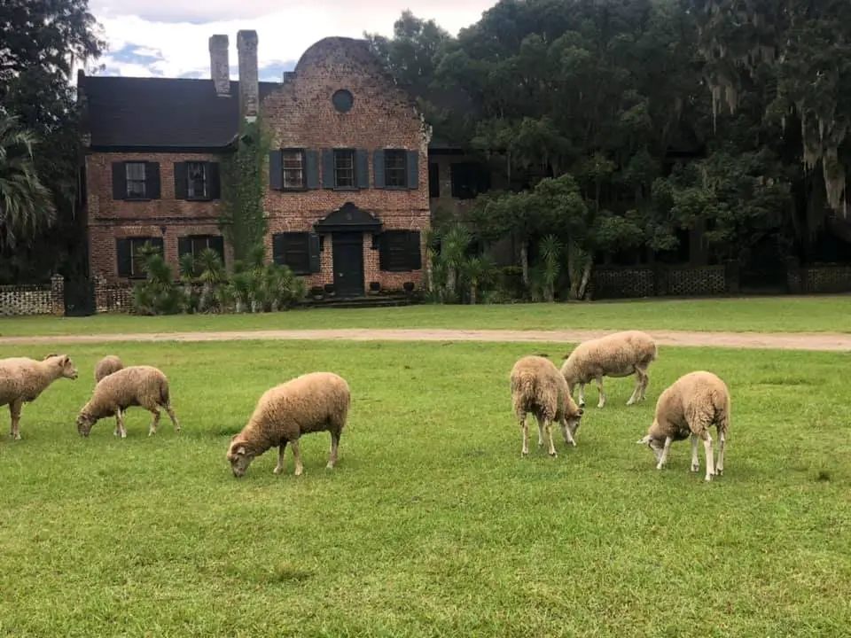 sheep grazing at Middleton Place in South Carolina